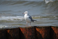 Vogel am Wasser - Ihre-Ferienwohnungen-in-Zempin - Reiner Röttgen